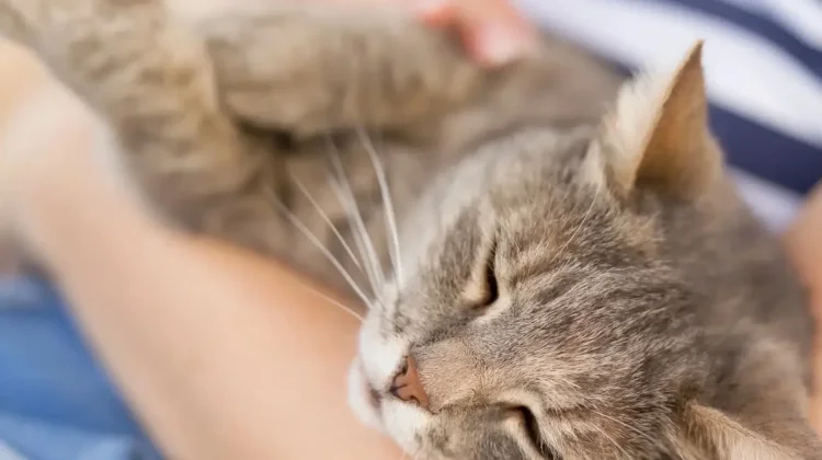 Sejarah Hari Penyelamatan Kucing Internasional Setiap 2 Maret