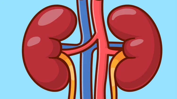 Kebiasaan Buruk saat Puasa yang Dapat Merusak Ginjal