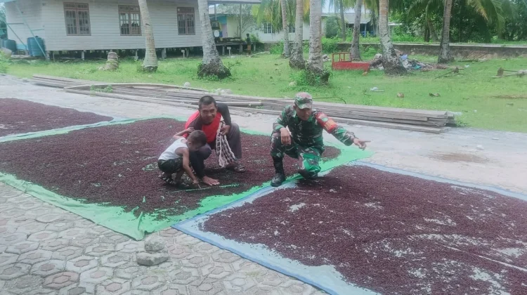 Babinsa Kadur Bantu Jemur Cengkeh