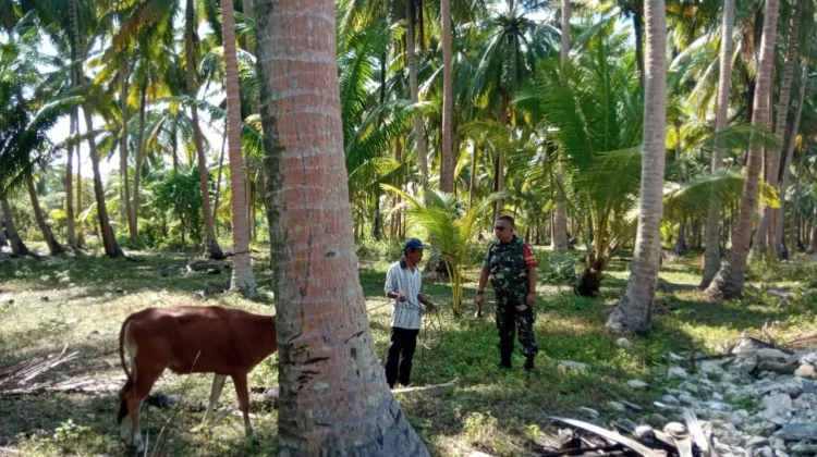 Babinsa Desa Air Putih Harap Peternakan Berkembang