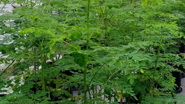 Superfood Lokal, Manfaat Daun Kelor untuk Kesehatan