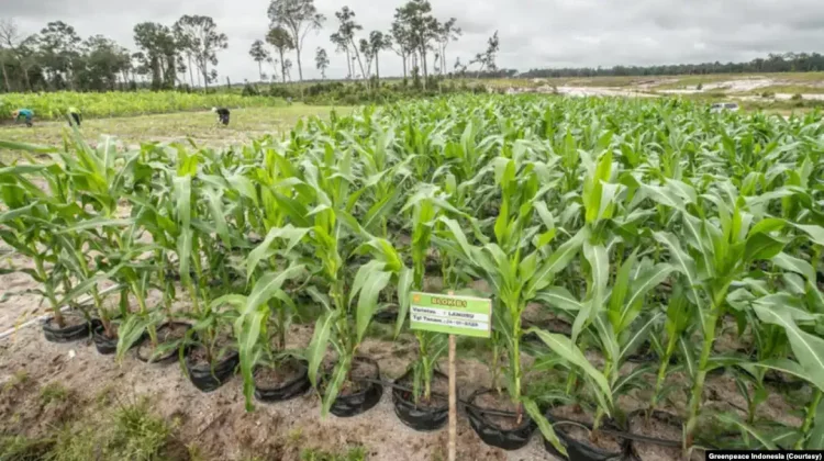 Transformasi Ketahanan Pangan Nasional Melalui Food Estate