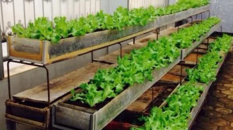 Fenomena Berkebun Urban Sebagai Gaya Hidup Modern