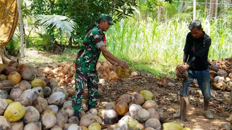 Babinsa Kelurahan Sabang Barat Bantu Warga Petani Kupas Kelapa