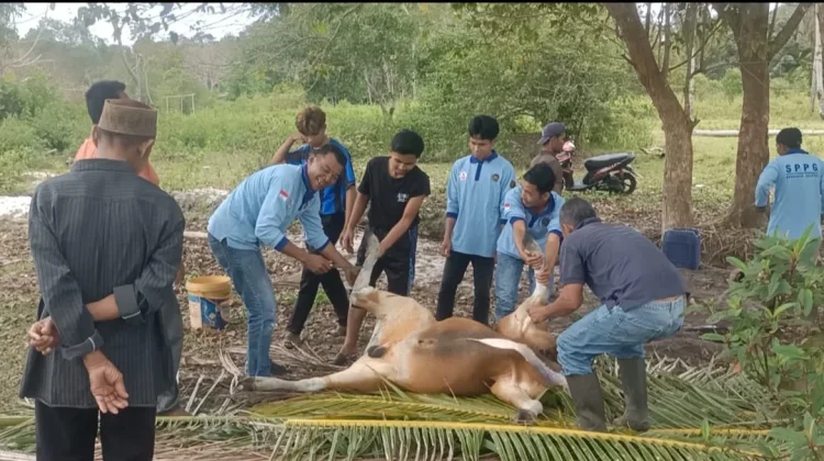 SPPG Bunguran Selatan Sembelih Sapi untuk Program MBG
