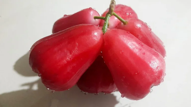 Jambu Citra Jadi Pilihan Takjil Segar untuk Berbuka Puasa