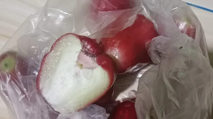 Manfaat Jambu Air untuk Mpasi