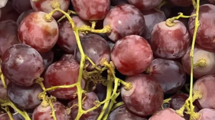 Bahaya Konsumsi Buah Anggur Merah Secara Berlebihan untuk Kesehatan