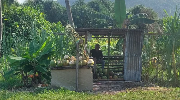 Pedagang Air Kelapa Muda di Sepempang Raih Berkah  Ramadhan