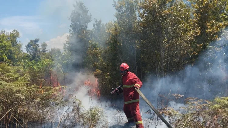 Kebakaran Lahan Sujung Hanguskan Belasan Hektare Area