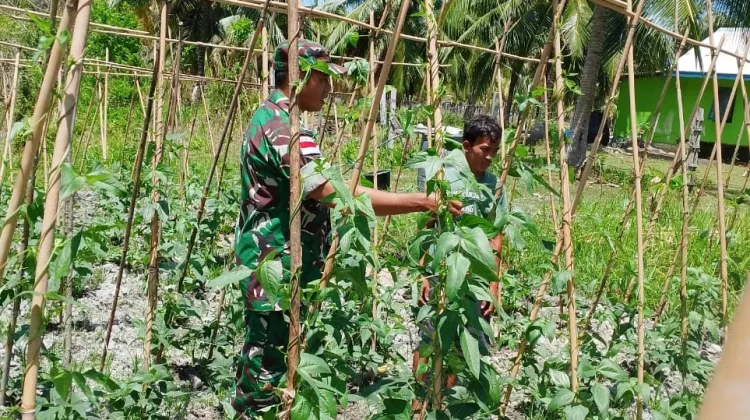 Babinsa Air Payang Dorong Ketahanan Pangan