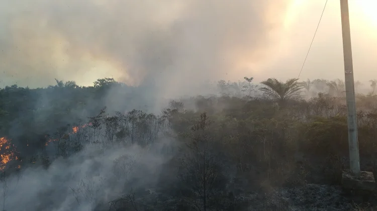 Kebakaran Lahan Batubi Hanguskan Dua Puluh Hektar