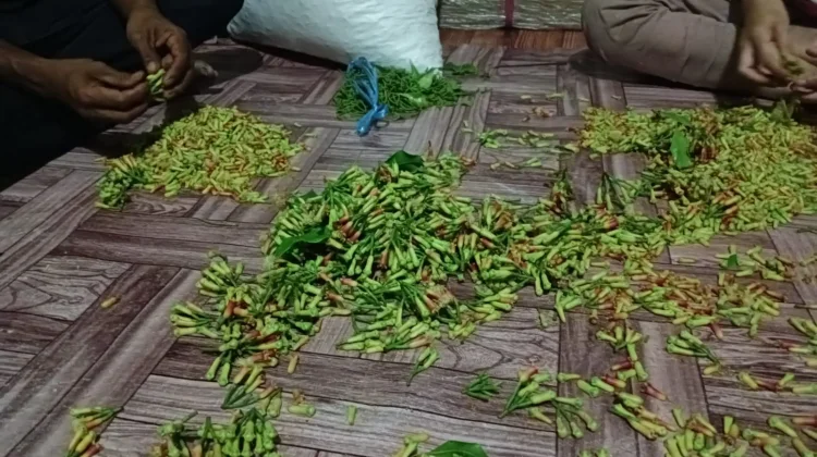 Tips Merawat Tanaman Cengkeh agar Tumbuh Subur