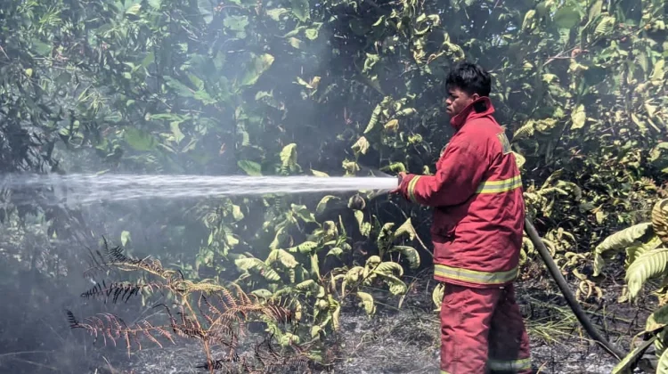 Kebakaran Lahan 1,5 Hektare Terjadi di Beringin Jaya