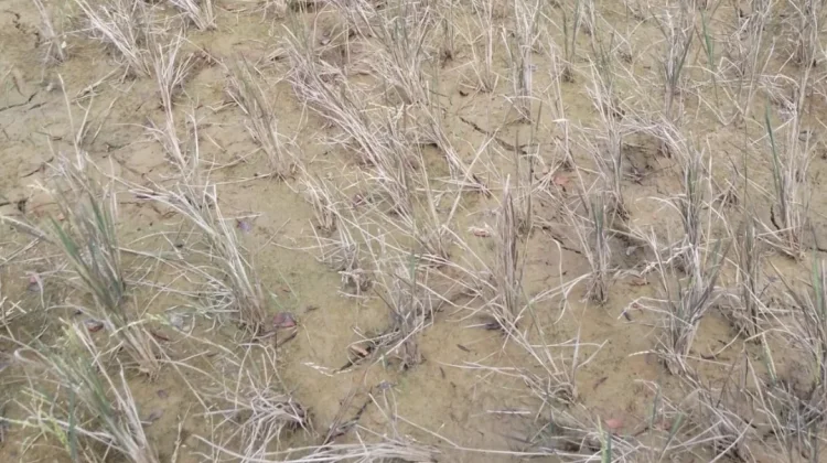 Kekeringan Air Mulai Dirasakan, Petani Bunguran Bertahan