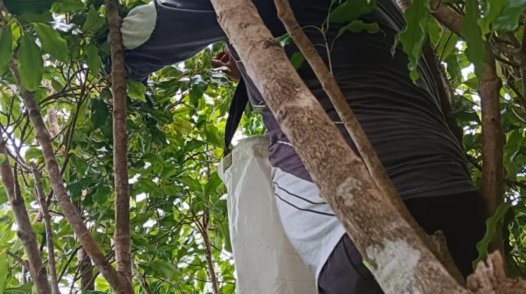 Produksi Cengkeh Pulau Midai Meningkat, Harga Menguntungkan Petani