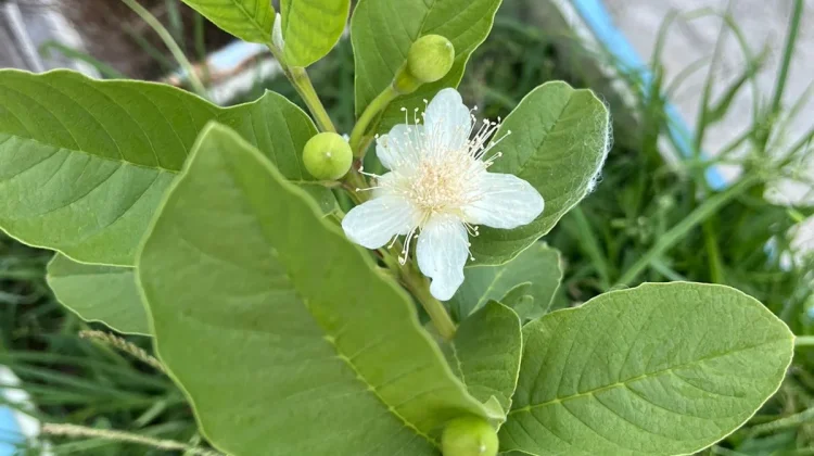 Manfaat Daun Jambu Biji untu Kesehatan Lambung