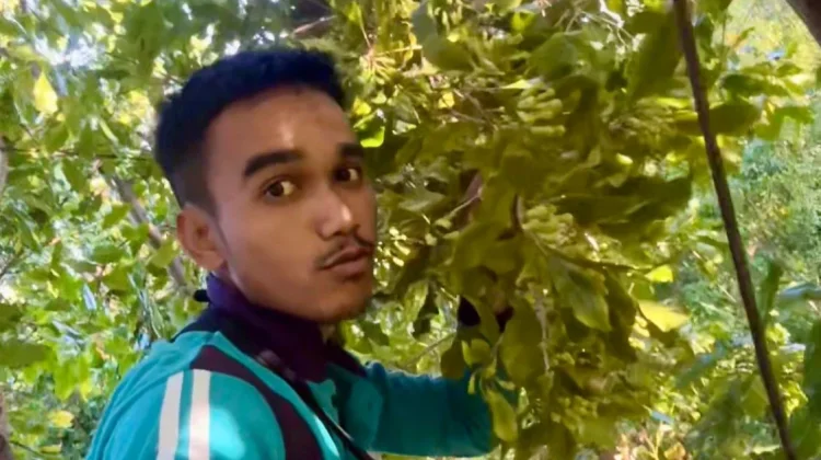 Musim Cengkeh Pemuda Selading Memfaatkan Peluang Cari Cuan