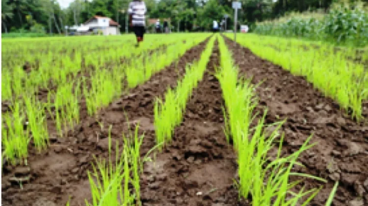 Akselerasi Pengembangan Benih Unggul Padi Gogo di Lahan Kering