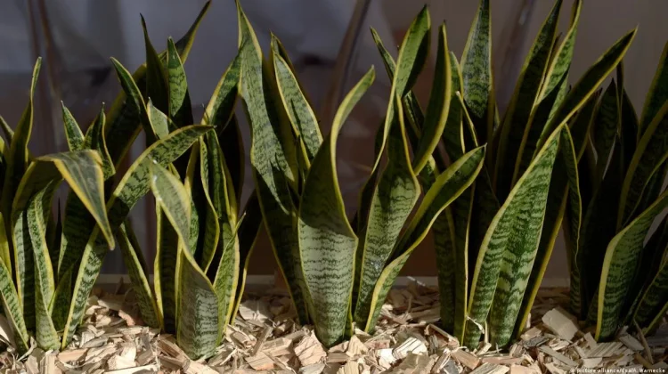 Pemanfaatan Tanaman Sansevieria dalam Mitigasi Polusi Udara Perkotaan
