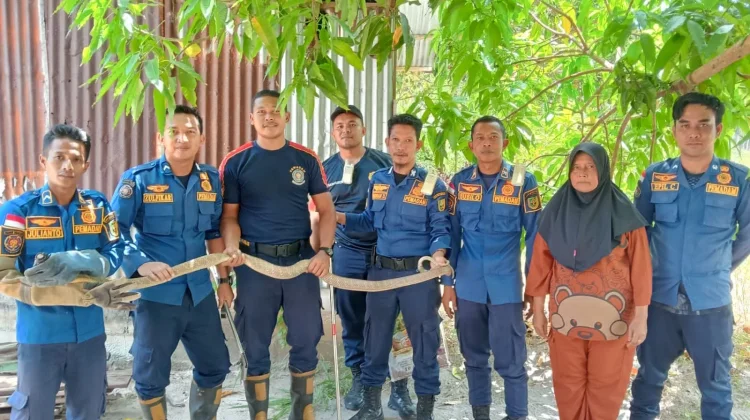 Damkar Natuna Evakuasi Ular Kobra di Permukiman Warga Tanjung
