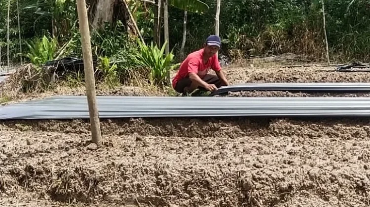 Kemarau Picu Krisis Air Petani