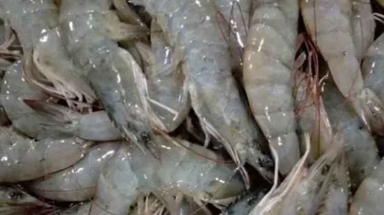 Manfaat Udang untuk Ibu Hamil dan Janin