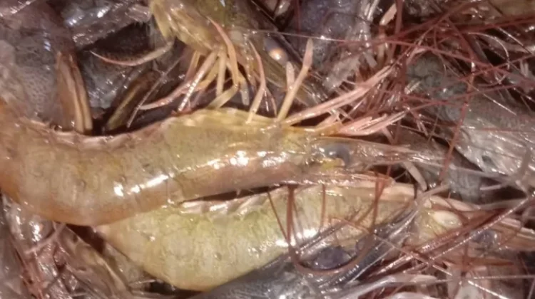 Kandungan Gizi dan Manfaat Udang untuk Ibu Hamil