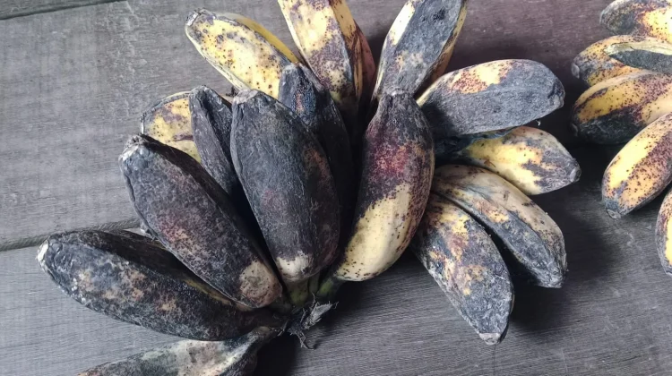 Tips Mengolah Pisang yang Sudah Kematangan
