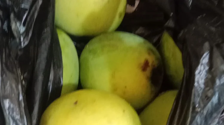 Vitamin yang terkandung dalam Buah mangga
