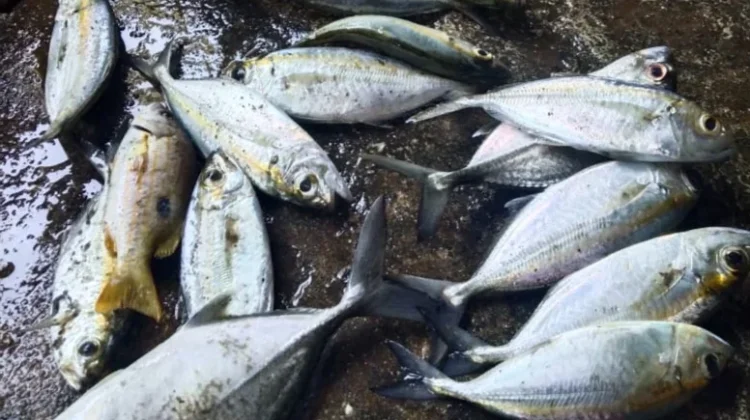 Jenis-jenis Vitamin yang Terkandung dalam Ikan