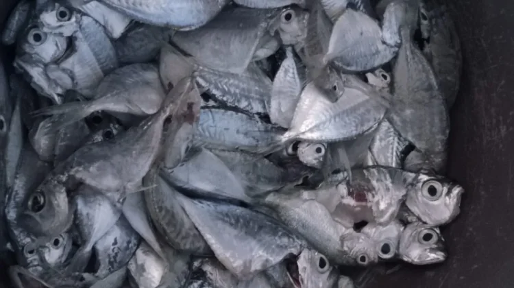 Manfaat Ikan Laut untuk kesehatan