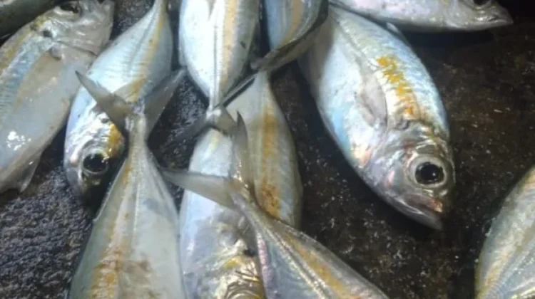 Manfaat Ikan Laut untuk Ibu Hamil