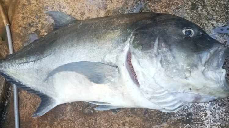 Aturan Aman Makan Ikan saat Hamil