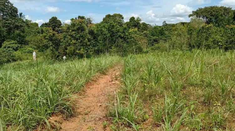 Rumput Gajah Bantu Peternak