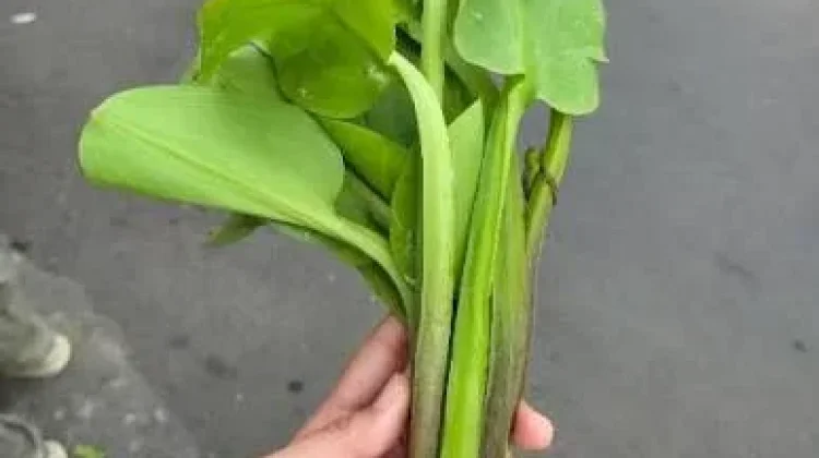 Sayur Genjer yang Kaya Akan Manfaat untuk Kesehatan