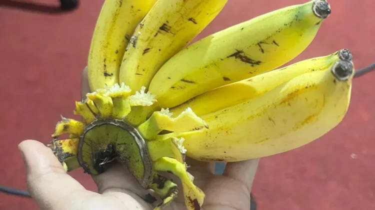 Terlalu Banyak Makan Pisang, Ini Efek Sampingnya
