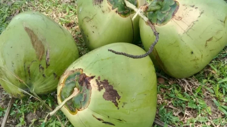 Air kelapa bertahan berapa lama ?