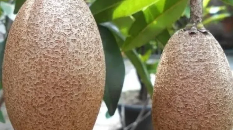 Manfaat Buah Ciku untuk Mpasi