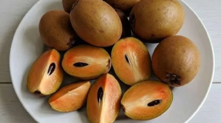Bahaya Makan Buah Ciku berlebihan untuk Ibu Hamil