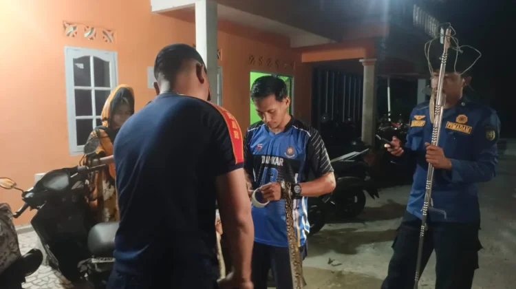 Damkar Natuna Evakuasi Ular Piton di Mess STAI