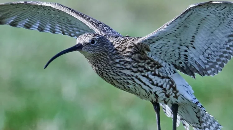 Mengenal Hari Curlew Sedunia Setiap 21 April