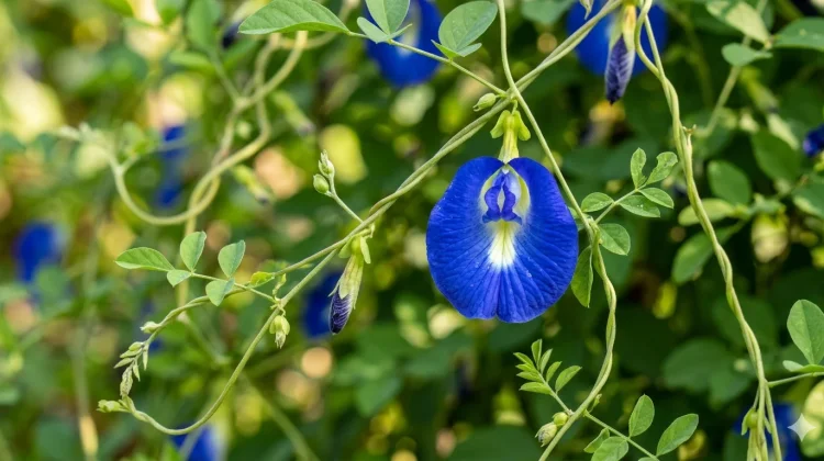 Bunga Telang, Si Biru Cantik dengan Segudang Manfaat