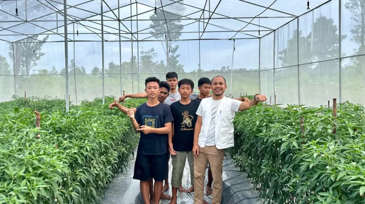Harga Cabai Natuna Anjlok Petani Terancam Rugi