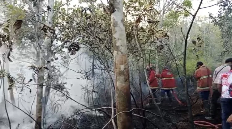 Damkar Padamkan  Kebakaran Lahan Tiga Titik Jalan Batu Sisir