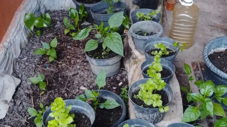 Petani Rasakan Manfaat Pupuk Organik Ranai Darat