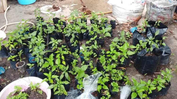 Rumah Kompos Ranai Darat Dorong Pertanian Ramah Lingkungan