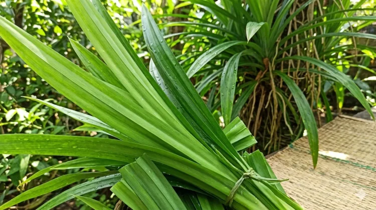 Manfaat Mandi dengan Rebusan Air Pandan