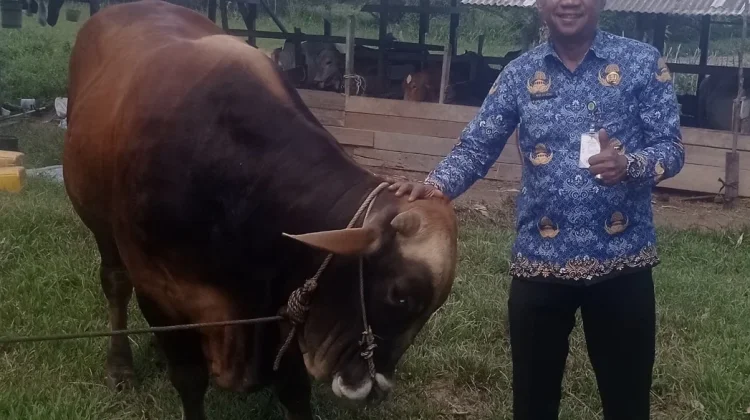 Presiden Prabowo Salurkan Sapi Kurban di Natuna