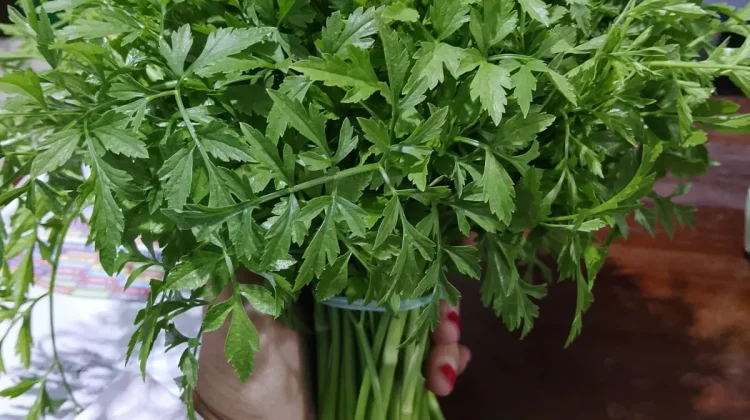 Daun Limbong, Lalapan Favorit Warga Ranai
